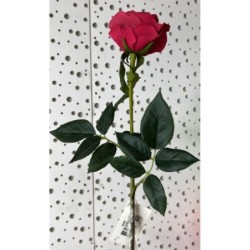 ROSE ROUGE 69CM