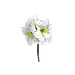 AMARILYS 2 TETES (75CM)