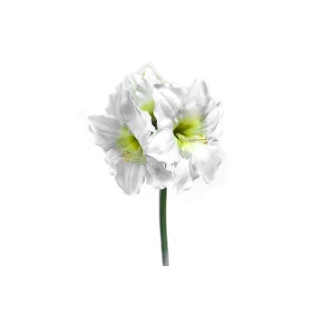 AMARILYS 2 TETES (75CM)