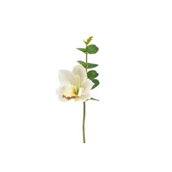 ORCHIDEE BLANCHE +...