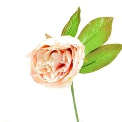 PIVOINE ROSE CREME 27CM