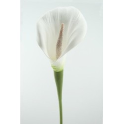 ARUM BLANC EVA 71CM