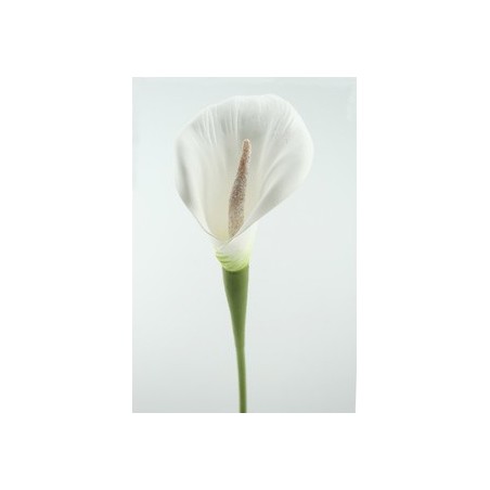 ARUM BLANC EVA 71CM