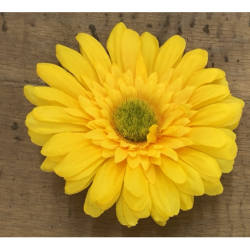 GERBERA 11CM COUL.ASS