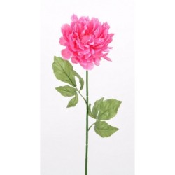 PIVOINE 66CM ASSORTI