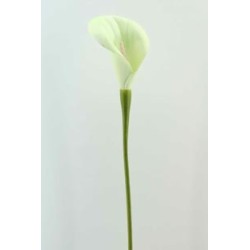 ARUM CREME EVA 71CM