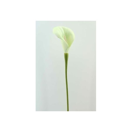 ARUM CREME EVA 71CM